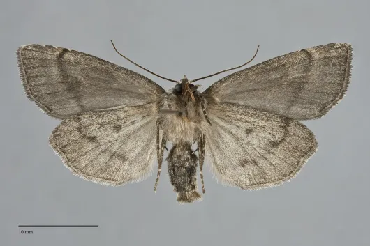 Xestia homogena