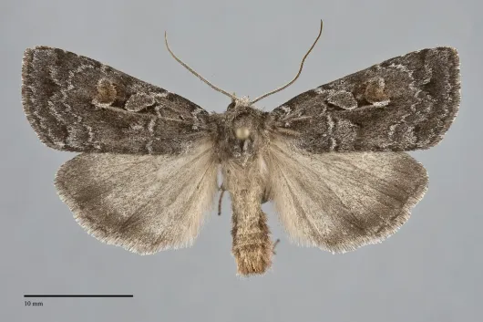 Xestia imperita