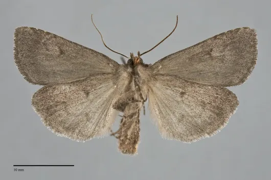Xestia imperita
