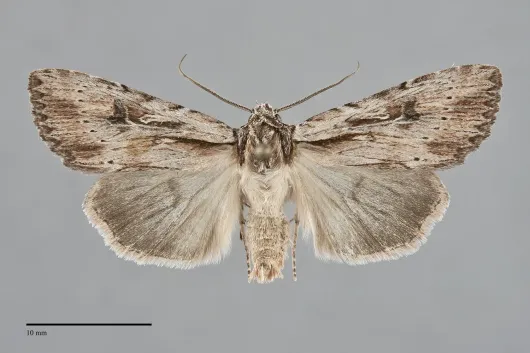 Xestia infimatis