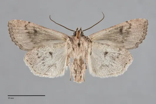 Xestia infimatis