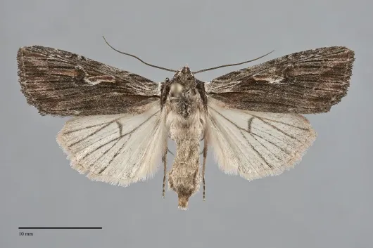 Xestia infimatis