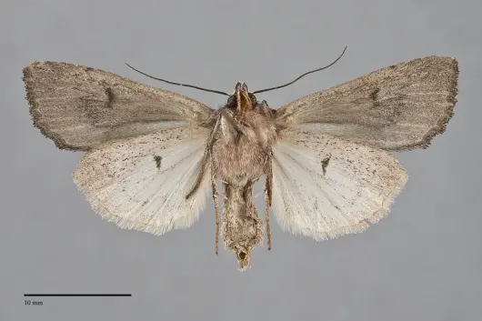 Xestia infimatis
