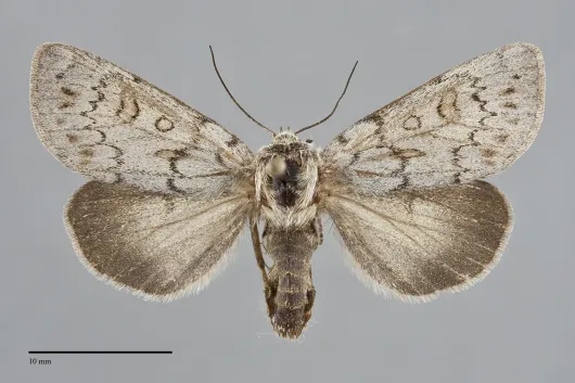 Xestia intermedia