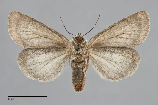 Xestia intermedia