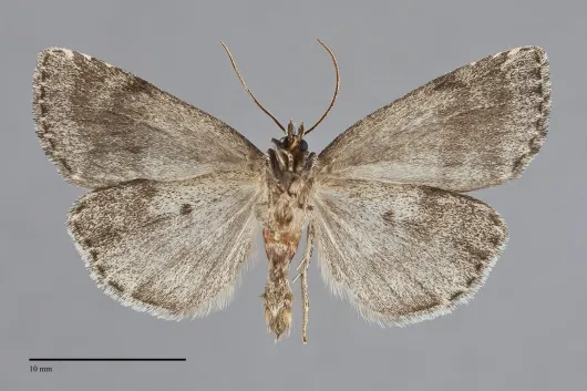 Xestia lupa
