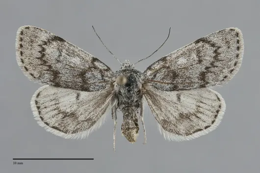 Xestia lyngei