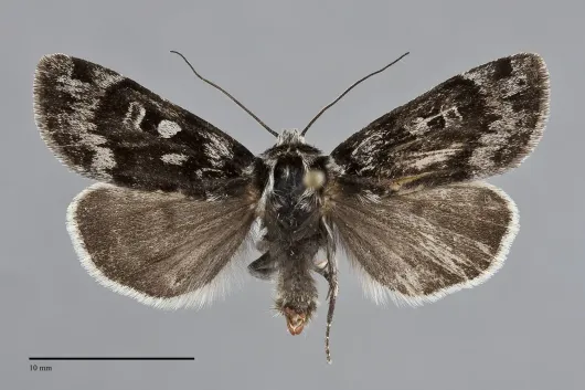 Xestia maculata