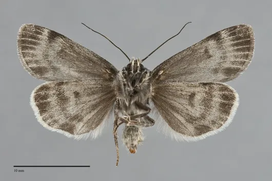Xestia maculata