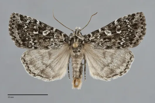 Xestia mixta