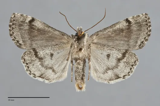 Xestia mixta