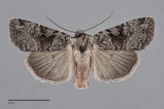 Xestia mustelina