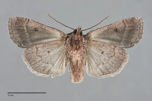 Xestia mustelina
