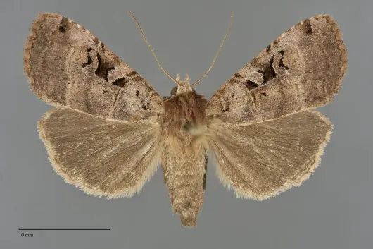 Xestia normanianus