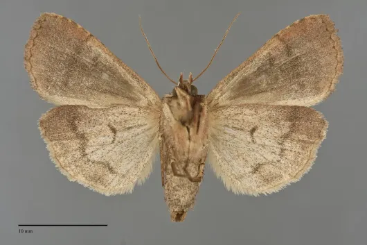 Xestia normanianus
