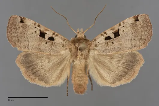 Xestia normanianus