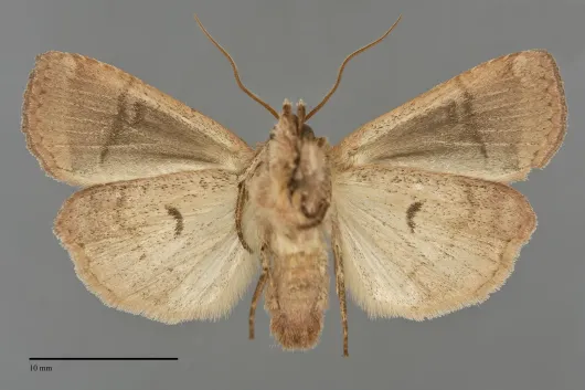 Xestia normanianus