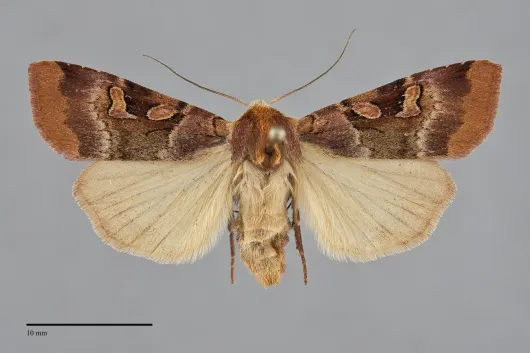 Xestia oblata