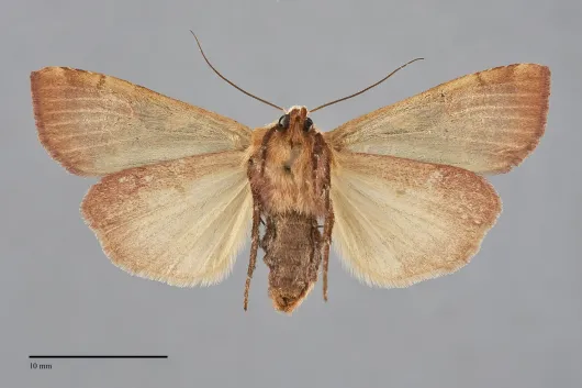 Xestia oblata