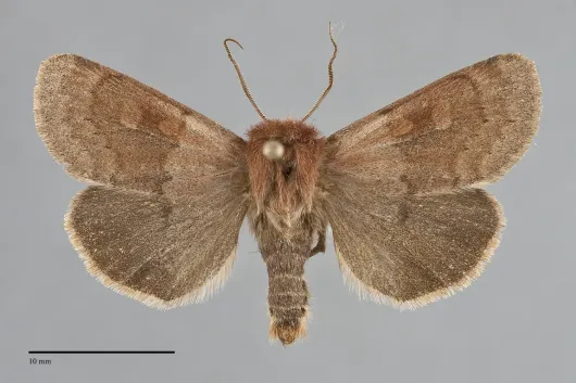 Xestia okakensis