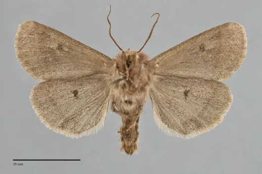 Xestia okakensis