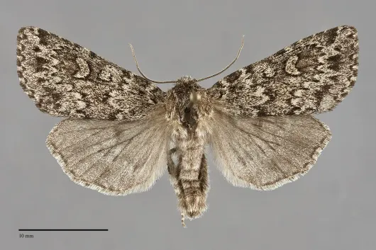 Xestia perquiritata