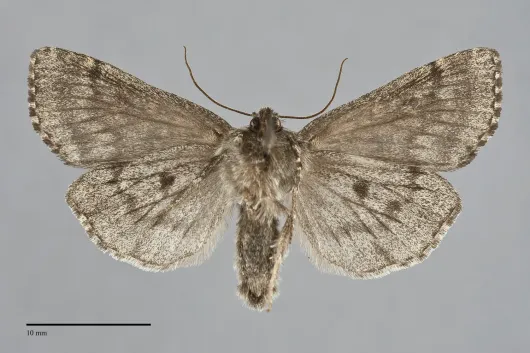 Xestia perquiritata