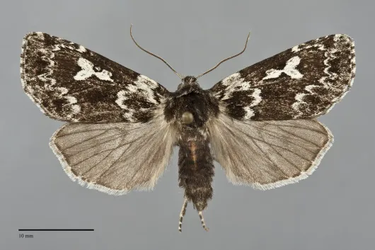 Xestia perquiritata