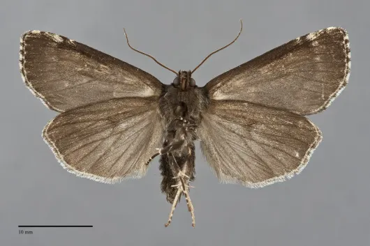 Xestia perquiritata