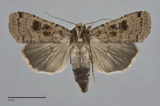 Xestia plebeia