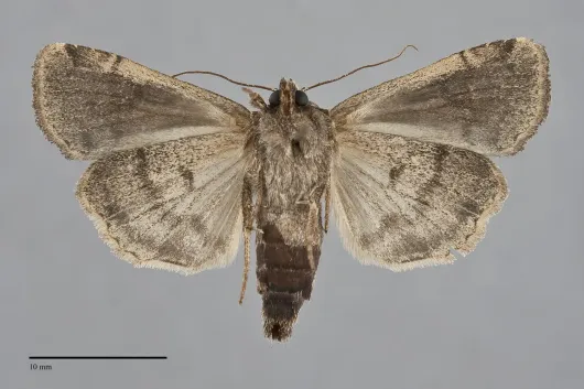 Xestia plebeia