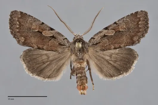 Xestia praevia