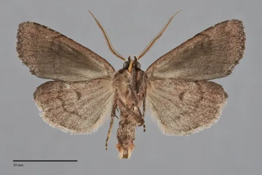Xestia praevia