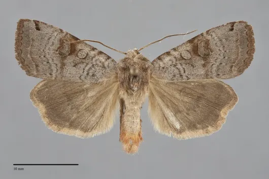 Xestia smithii