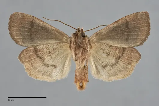 Xestia smithii