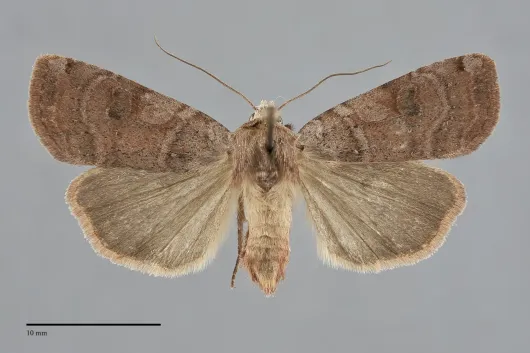 Xestia smithii