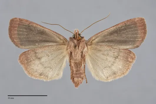 Xestia smithii
