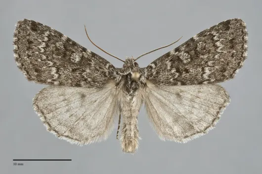 Xestia speciosa