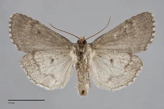 Xestia speciosa