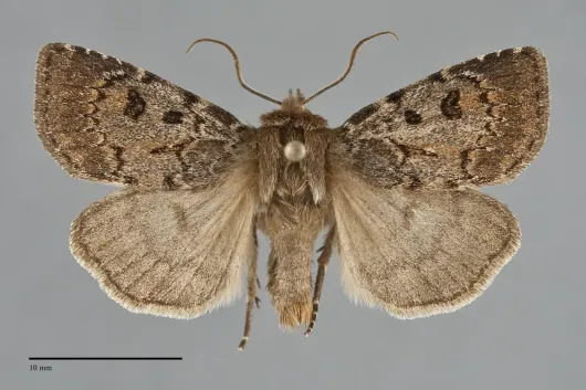 Xestia ursae