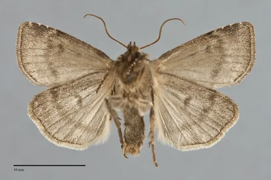 Xestia ursae