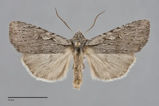 Xestia vernilis