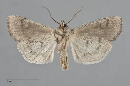 Xestia vernilis