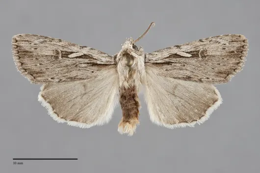 Xestia verniloides