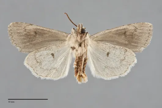 Xestia verniloides