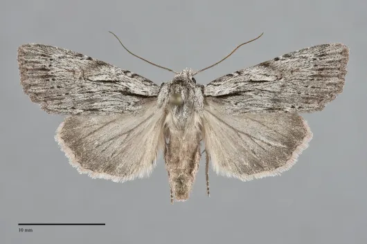 Xestia verniloides