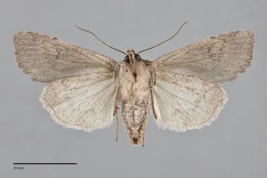 Xestia verniloides