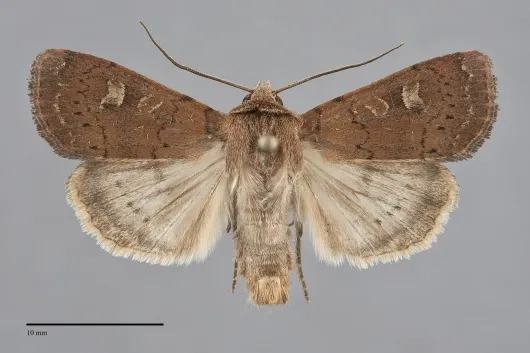 Xestia xanthographa