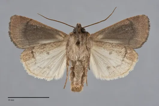 Xestia xanthographa