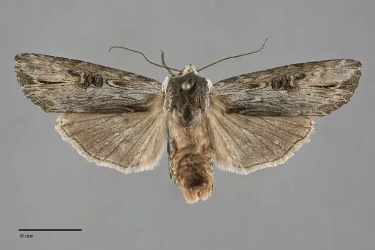 Xylena brucei